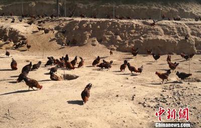 蘭州鄉村因地制宜發展養殖業 土雞變“鳳凰”助農增收