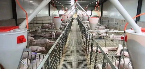 一頭豬已虧千元 66家飼料廠限電停產(chǎn) 1834萬豬飼料供應受影響