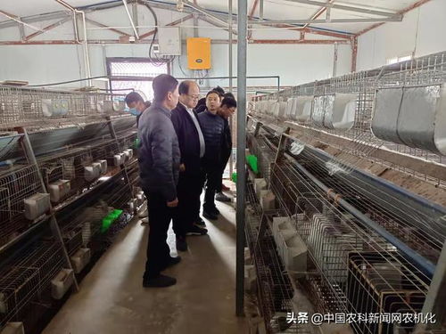 陜西長武 家兔養殖拓寬龍頭村群眾致富路